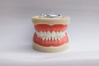 hst-a10 200h standard model 32pieces, soft gum