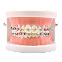 Orthodontic Models of Dental Materials Metal Bracket Models Presentation Models Oral Dental Bracket Models