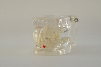 HST-C5 MIXED AGE MODEL