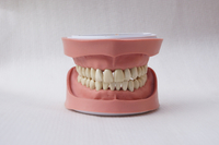 Hst-a4 Standard K STUDY Model 28pieces, Soft Gum without Screws