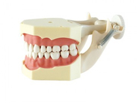 A7 SF TYPE STUDAY MODEL