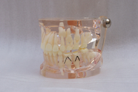 HST-C8 CLEAR MIXED WITH MISSING TEETH MODEL