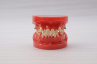 HST-B1 ORTHODONTIC MODEL