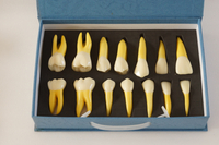 HST-D10 4TIMES PERMANENT ANATOMICAL(RIGHT 14)