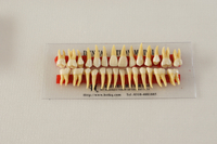 HST-D1 ANATOMICALLY ROOTED TWO COLORS TEETH