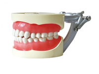 A8 STANDARD MODEL